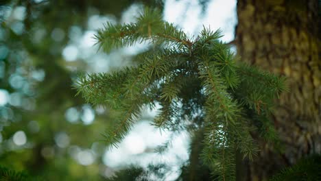 Fangen-Sie-Die-Ruhige-Schönheit-Der-Wildnis-Colorados-Mit-Einem-Faszinierenden-Clip-Ein,-Der-Einen-Sanft-Wiegenden-Tannenzweig-Inmitten-Einer-Ruhigen-Waldkulisse-Zeigt