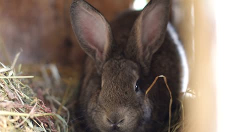 big gray rabbit in cage slow motion