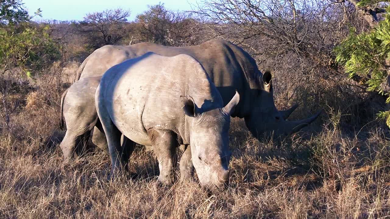 코소는 밝은 저녁에 건조한 풀을 먹습니다.