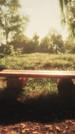 un banco de madera en un parque con hierba, árboles y sol