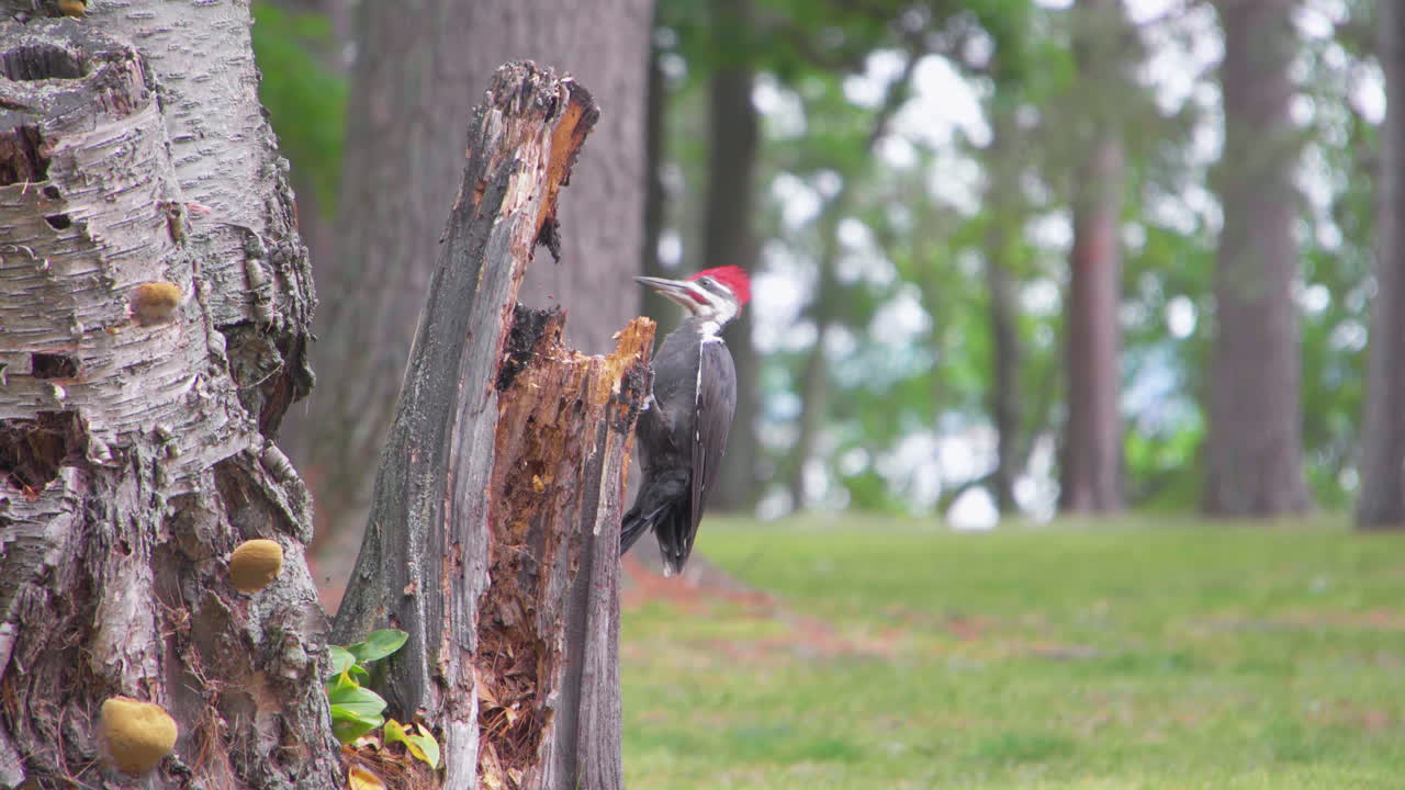 Ivory-billed woodpecker with red tuft climbing a tree trunk with mushrooms on it and pecking at it in Minnesota in August 2