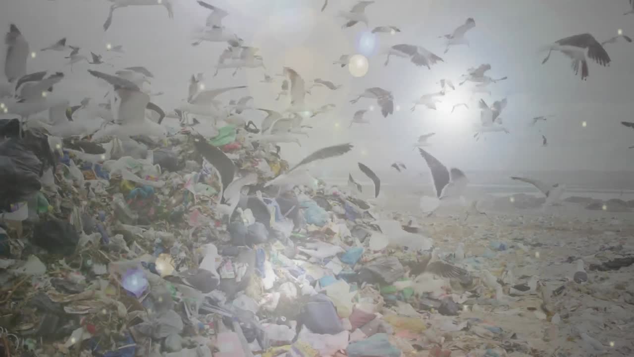 폐기물 처분장 위를 날아다니는 새와 함께 스포트라이트의 애니메이션