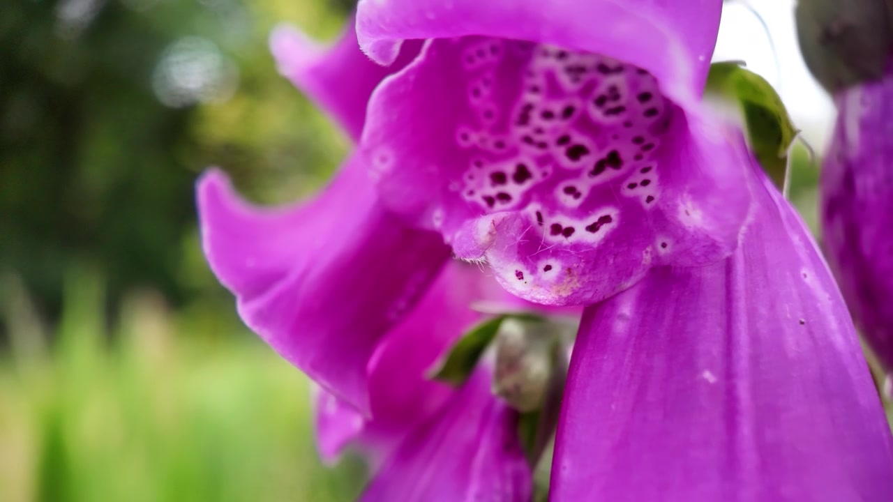 Un primo piano dettagliato di una vivace Digitalis purpurea Camelot viola, comunemente nota come digitale, che prospera in un bellissimo giardino.