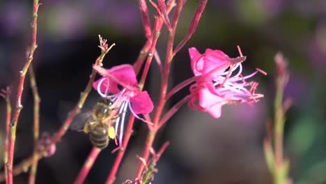 Close-up-of-a-bee-getting-pollen-from-two-pink-flowers