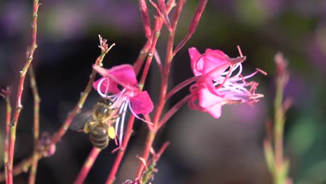 primer plano de una abeja obteniendo polen de dos flores rosas