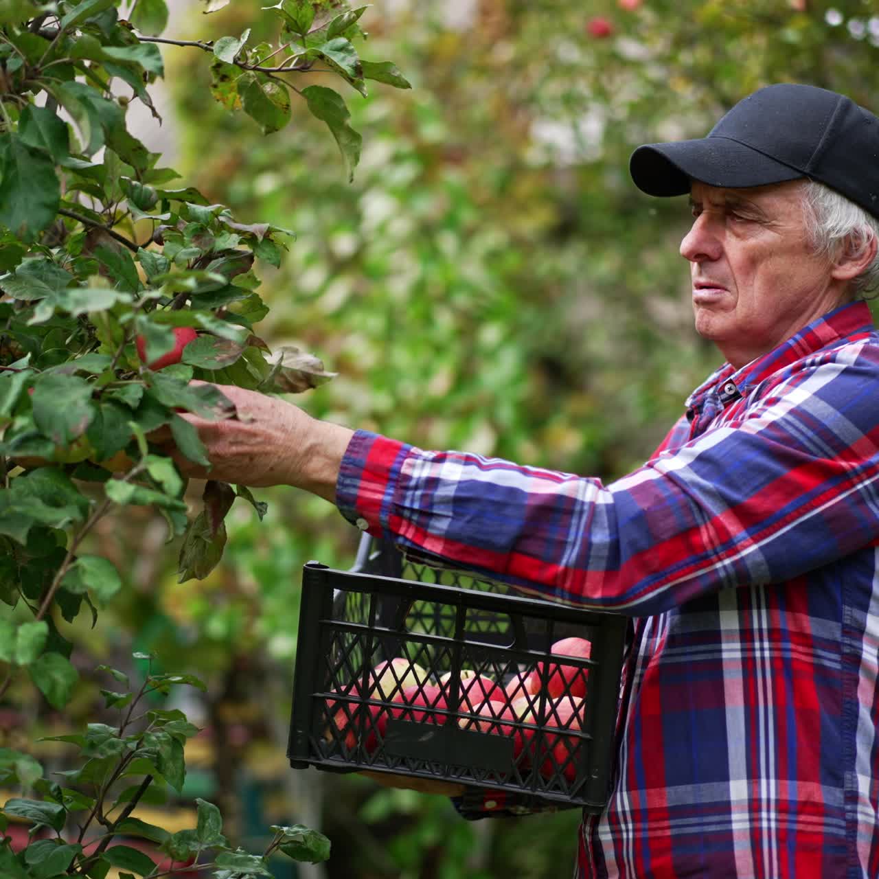 Aged man wearing black cap and checkered shirt picking apples. Calm focused farmer puts picked ripe fruit into a box in his hands