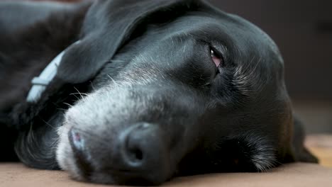 Una-Vista-Cercana-Y-Estrecha-De-Un-Perro-Negro-Mayor-Durmiendo-Mientras-Yace-En-El-Piso-De-Una-Casa