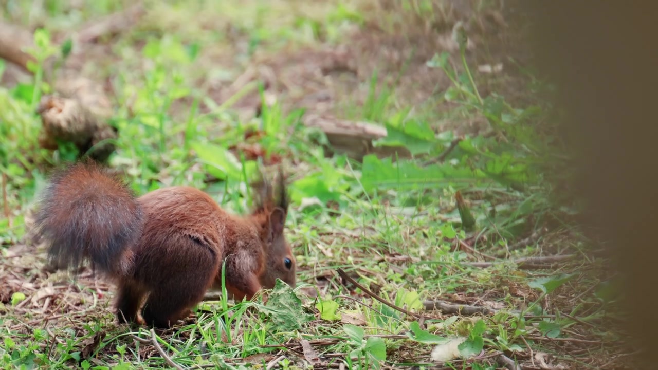 A fast moving red squirrel dashes across a patch of green grass, captured with slight motion blur