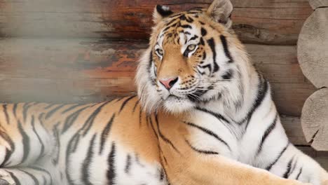 a beautiful bengal tiger lies in an aviary. the animal is resting. dangerous predator. contact zoo. animals in a cage. beautiful big wild african animal