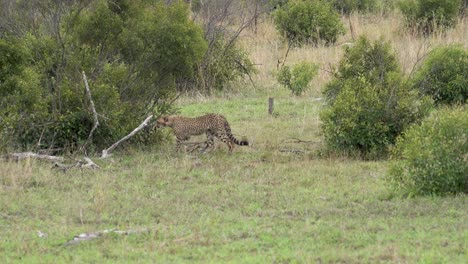 Una-Hembra-De-Guepardo-Teje-A-Través-De-Densos-Grupos-De-Arbustos-De-Acacia,-Kruger,-Sudáfrica,-Acinonyx-Jubatus-Jubatus