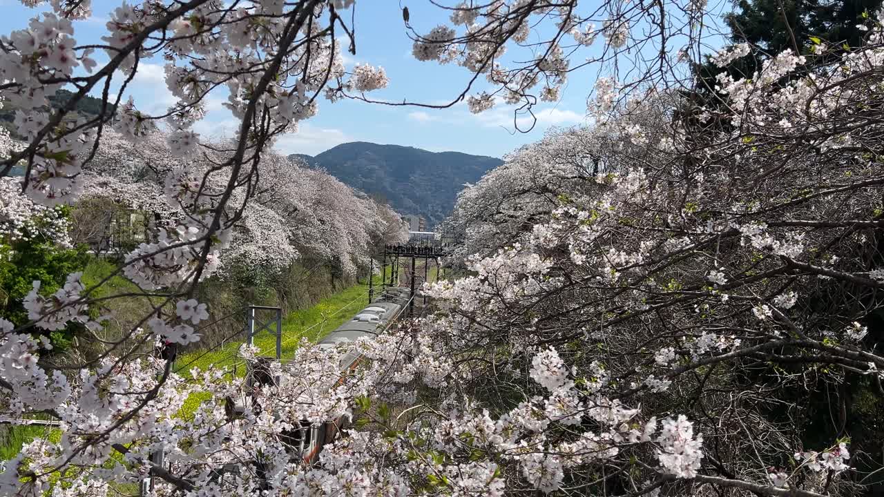 JR Gotemba Line train passing through beautiful rural cherry blossom scenery