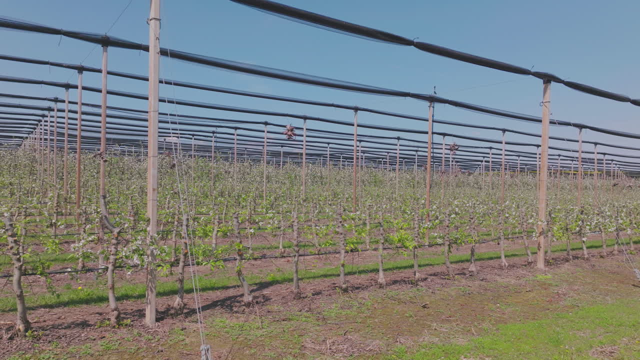 Apple Orchard in Bloom