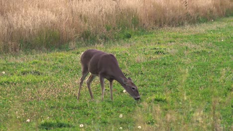 a healthy whitetail deer feeds contently while twitching ears in a grassy field