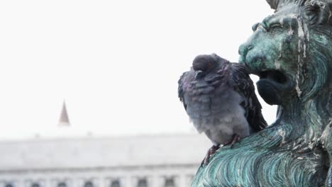 pigeon bird sitting and fluttering on rusted aqua statue at st marks square, venice, italy