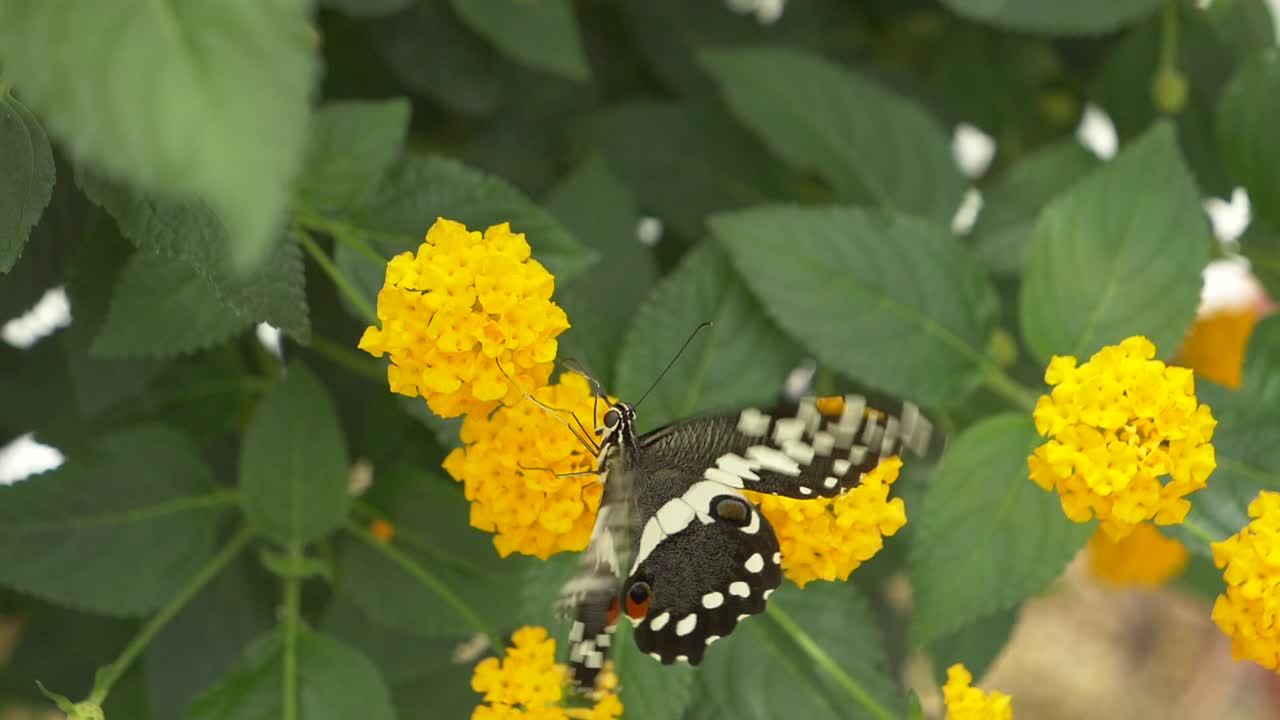Farfalla coda di rondine degli agrumi che raccoglie nettare da un fiore giallo sbocciato in natura - al rallentatore