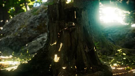 Sunlight-rays-pour-through-leaves-in-a-rainforest