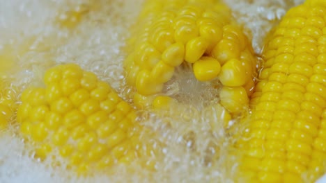 corn cobs in boiling hot water. maize has become a staple food in many parts of the world, with the total production of maize surpassing that of wheat or rice.