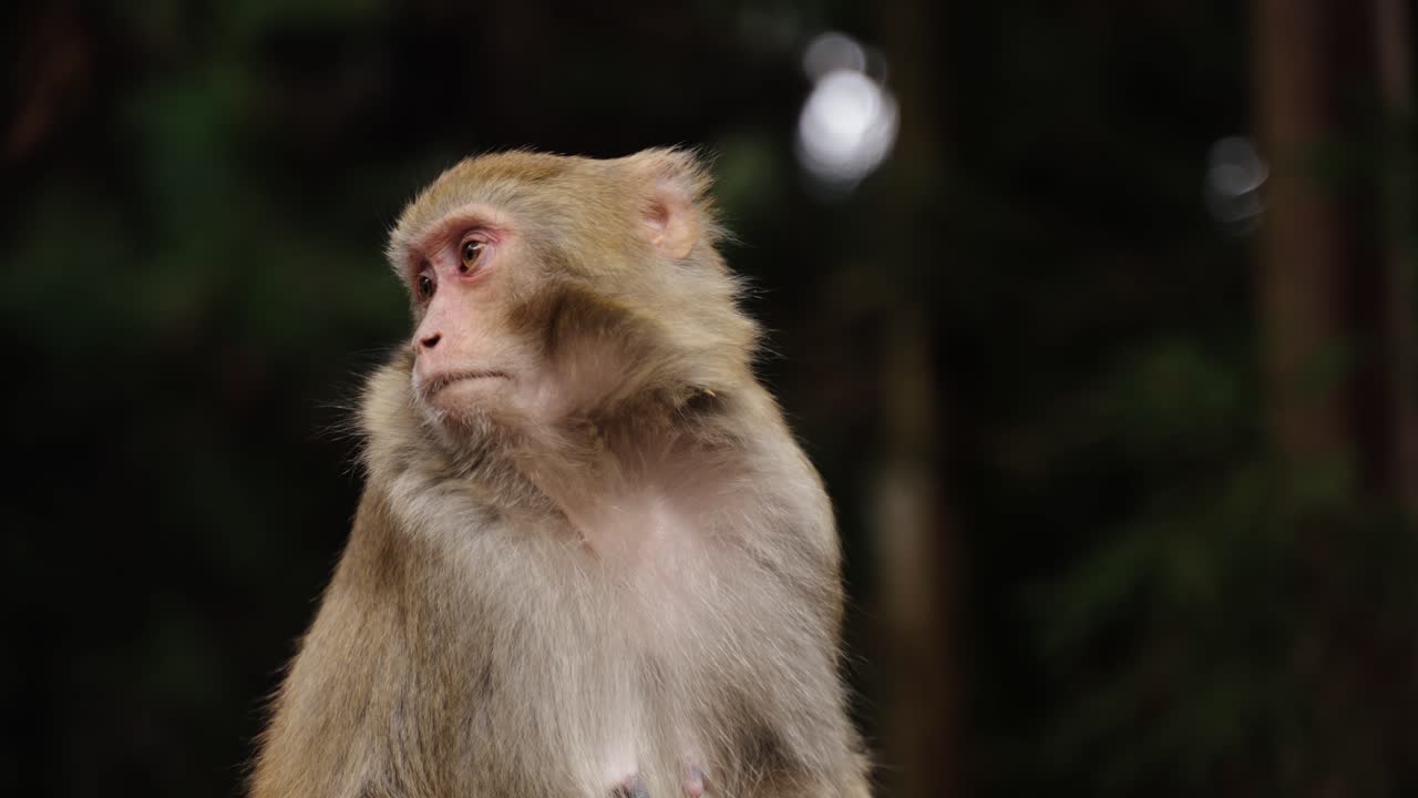 A Tibetan macaque (Macaca thibetana) gazes attentively while seated in the shaded forest of Zhangjiajie, China.