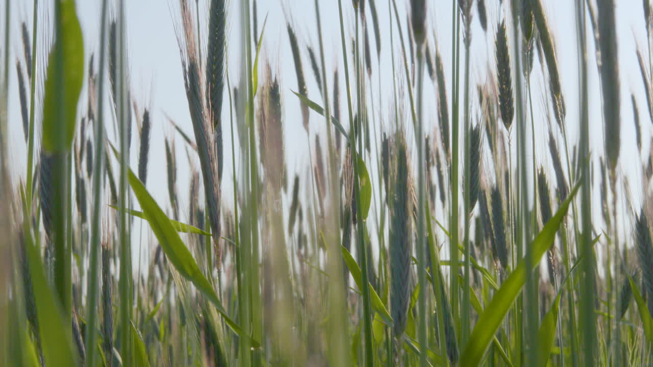조심스럽게 흔들리는 보리 밀 줄기 의 가까운 모습