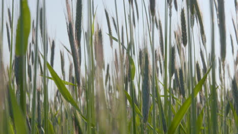 close up view of barley wheat stems gently swaying