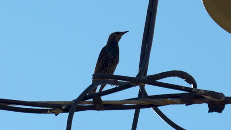 Silhouettenvogel-Schaut-Sich-Auf-Telefonkabel-Um,-Niedriger-Winkel-Mit-Blauem-Himmel