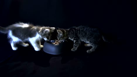 kittens eating