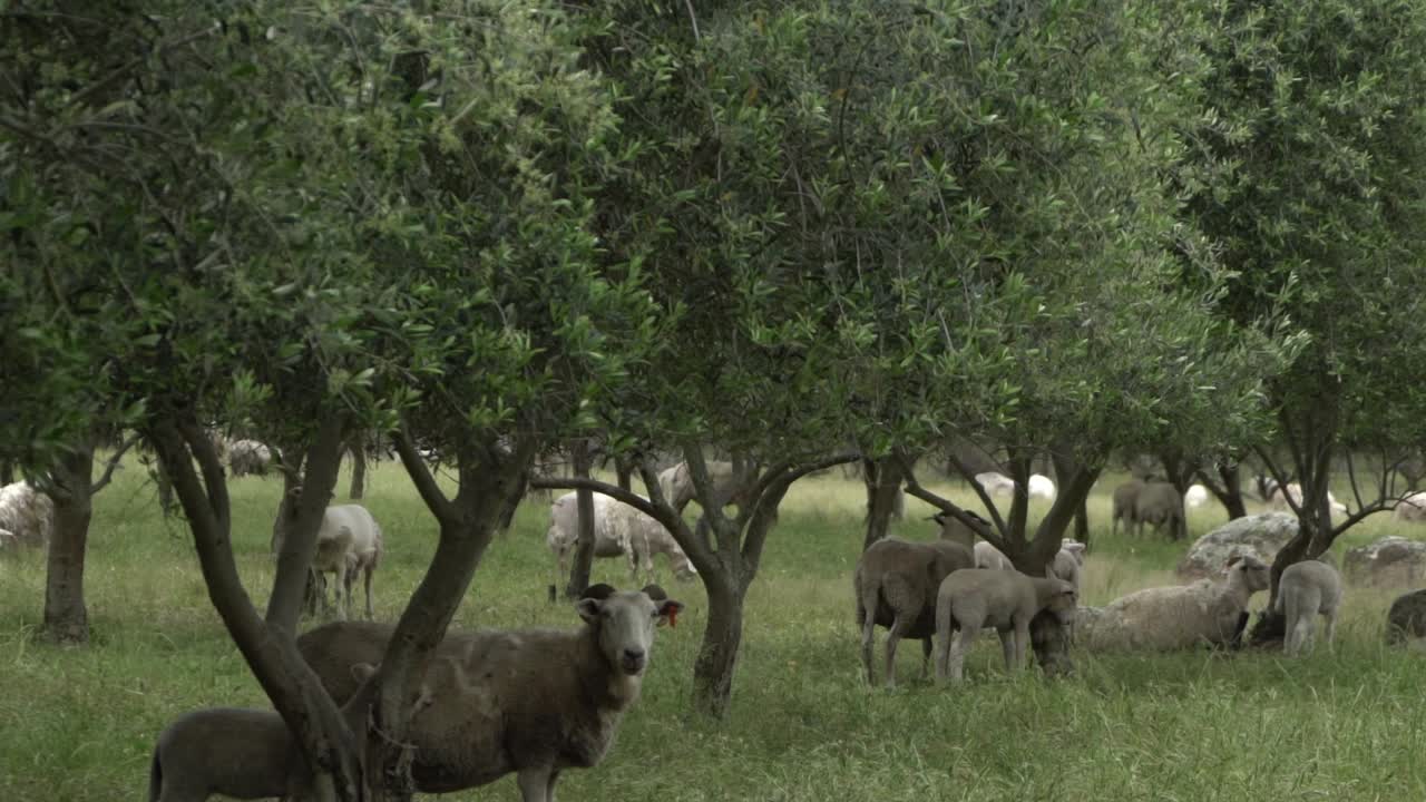 In una fattoria aperta naturale, animali selvatici: ariete e agnello sotto un ulivo che guardano la telecamera e si allontanano.