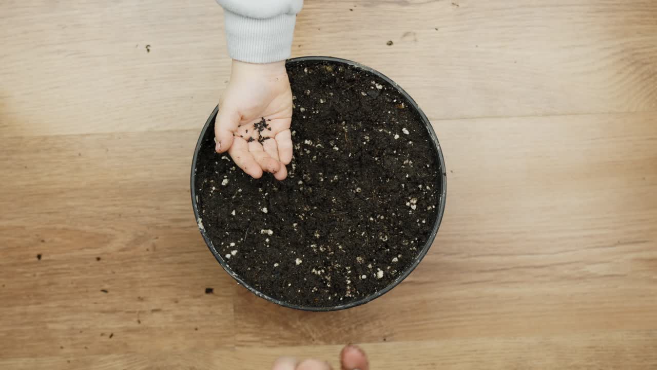 Father pouring seeds into toddlers hand and pointing where to plant them. Top down view of hands close-up. Family care and parenting.