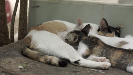 Revelar-Al-Lado-De-Una-Madre-Gata-Callejera-Alimentando-A-Sus-2-Gatitos-Tendidos-En-El-Suelo-De-Un-Patio-Trasero-De-Una-Casa-Abandonada