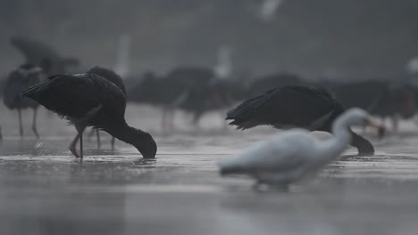 flock of black storks fishing in lake side in early morning