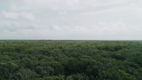 Saliendo-De-Una-Densa-Selva-Verde-En-La-Península-De-Yucatán-En-México,-Antena