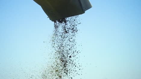 heap of threshed hemp seeds falling out from unloading auger of a combine tractor