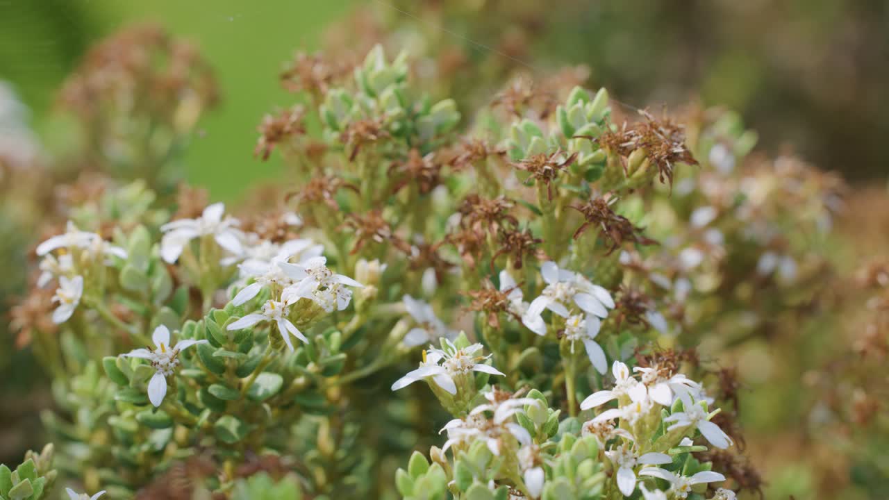 Camera slowly pans over dense white-flowered shrub outdoors, natural daylight, shallow depth of field