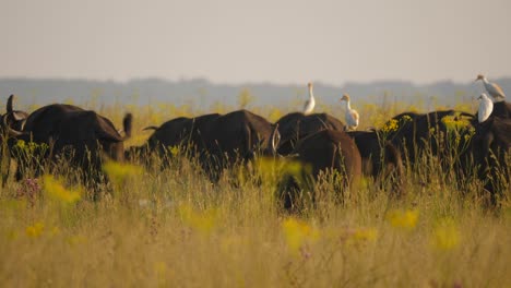 several cattle egrets sit on cape buffalo herd, standing, walking and eating in grassy field, close up, selective focus