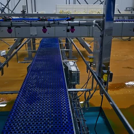 conveyor line in motion on chicken factory. modern equipment for chick vaccination. automatical conveyor on a poultry farm