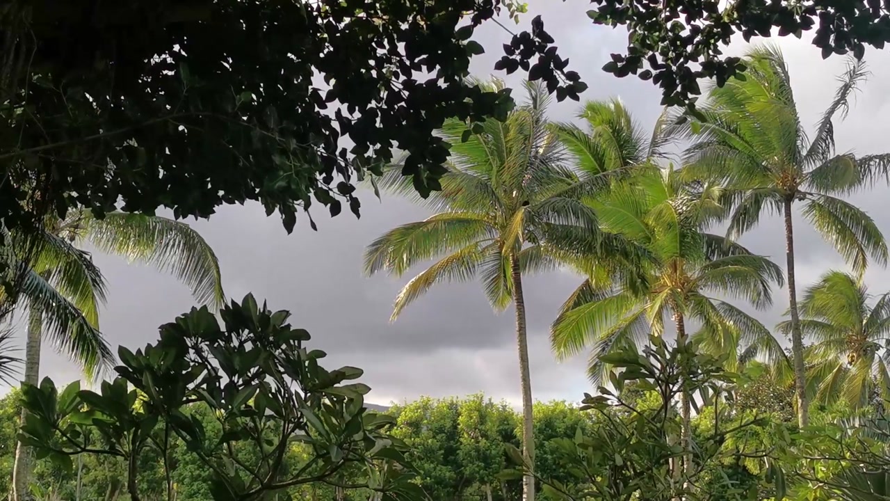 The weather changing in the tropical forest.