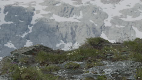 a group of mountain jackdaws looking for food