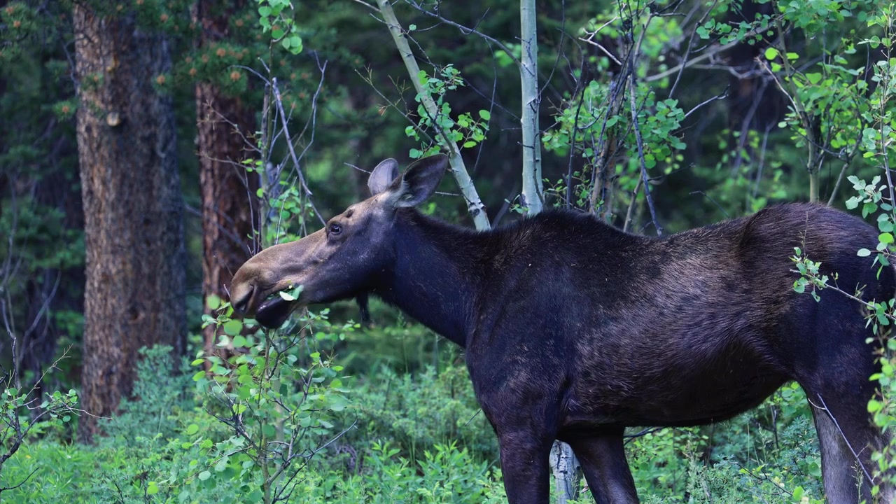 Close up of Moose Grazing on Plants, Wildlife of Colorado in Forests, Wildlife in Natural Habitat