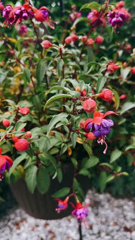 beautiful fuchsia plant