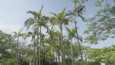 panorámica disparada a través de una serie de altas palmeras en un parque verde y limpio en la ciudad de hong kong
