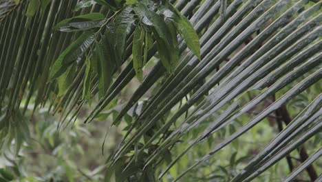 macro shot of rain drops falling over long green leaves