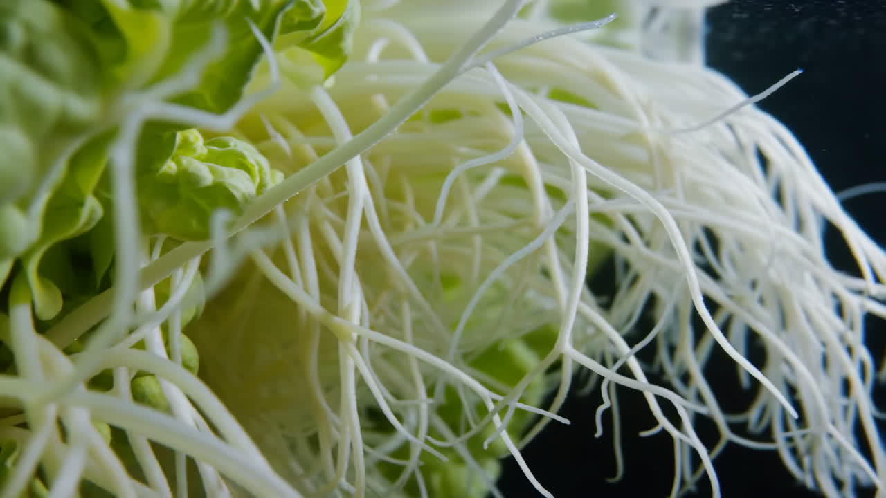 Close-up of Plant Roots and Leaves in Water