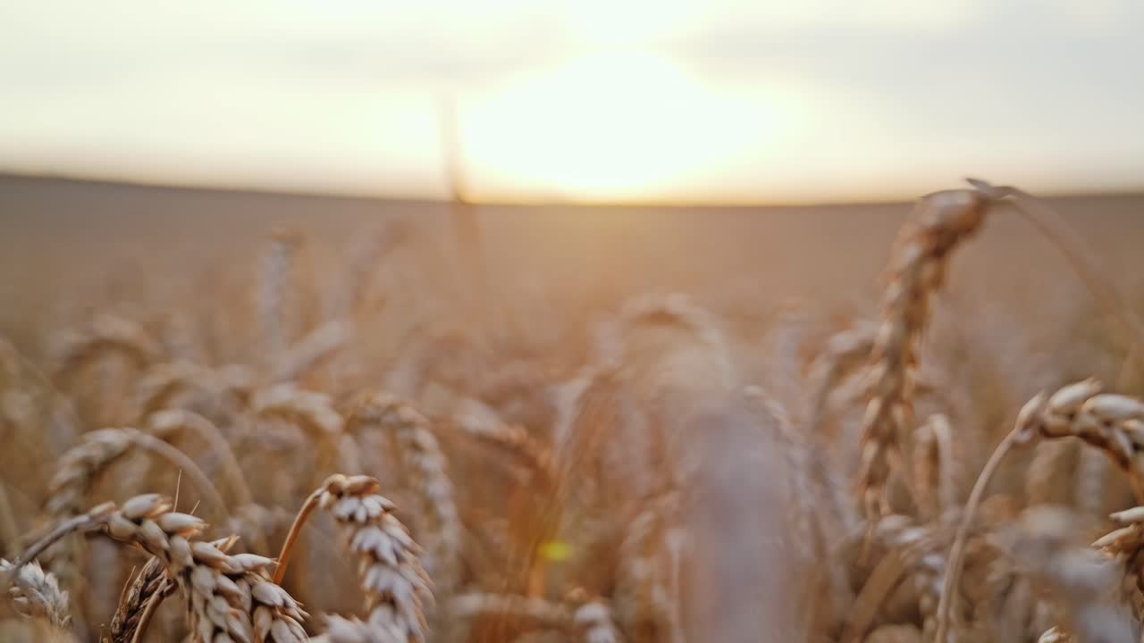 Sun rises behind swaying wheat as soft breeze touches golden morning field