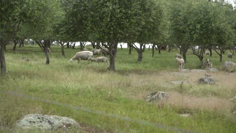 Cordero-Corriendo-Y-Dando-Cabezazos-Golpeando-A-La-Oveja-Madre-En-El-Trasero-En-La-Naturaleza