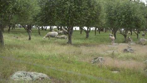 lamb running and headbutting hitting mother sheep in the butt in nature