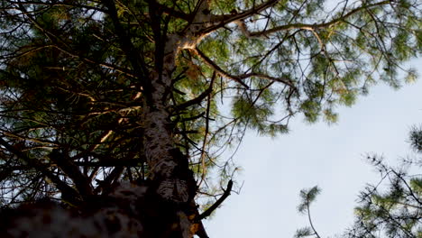 View from forest floor of majestic high pine tree reaching skyward