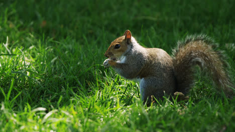 ardilla comiendo fruta en el parque