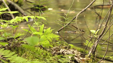 calm and peaceful looking forest floor with flowing water, static view