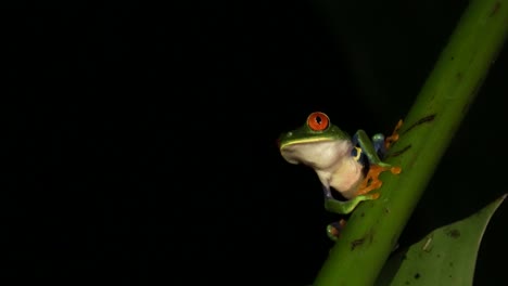 A-tiny-cute-Red-eyed-tree-frog-hanging-on-a-plant