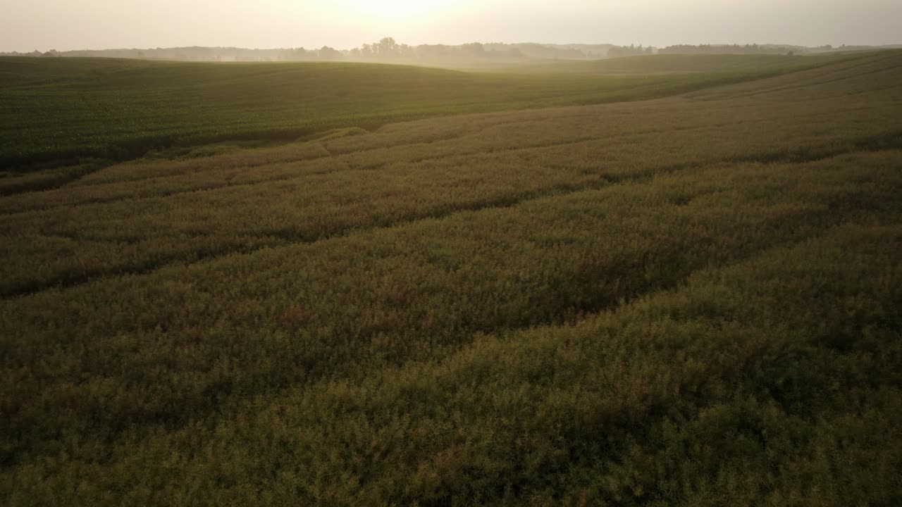 Aerial shot of rapeseed and corn farm fields in the early morning with foggy background towards the sun